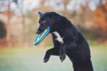 Chuckit! Zipflight Medium Doppelpack – Robuste Neopren-Frisbee für Hunde, 21 cm – Bild 7