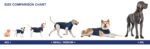 MPS Medical Pet Shirt Blau – Professioneller Wundschutz für kleine+ Hunde – Bild 5