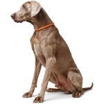 HUNTER Freestyle Dressurhalsung M-L – Rutschfestes Hundehalsband mit Schlupffunktion – Bild 7