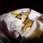 ALL FOR PAWS Little Buddy Hundespielzeug Bär – Kuscheliges Spielzeug für kleine Hunde – Bild 9