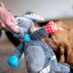 Nobby Plüsch Esel 56 cm mit Squeaker – Interaktives Hundespielzeug für Welpen – Bild 2