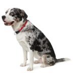 HUNTER Freestyle Dressurhalsung M-L – Rutschfestes Hundehalsband mit Schlupffunktion – Bild 2