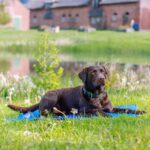 Nobby Kühlmatte XL 110 x 70 cm – Selbstkühlende Gelunterlage für Hunde & Katzen – Bild 2