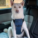 CarSafe Crash-Getestetes Hundegeschirr Grösse M – TÜV-zertifiziert bis 32 kg – Bild 2