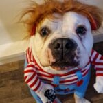 Bprtcra Deadly Doll Hundekostüm Grösse M – Halloween & Cosplay für Mittelgrosse Hunde – Bild 5