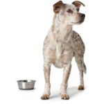 1900 ml HUNTER Edelstahlnapf mit Silikonrand – Rutschfester Futternapf für Hunde & Katzen – Bild 4