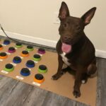 Hunger for Words Talking Pet Starter-Set – Kommunikationstasten für Hunde – Bild 4