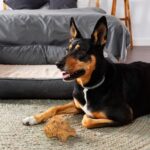 Wildfang® Kauwurzel Grösse M aus Baumheide – Natürliches Kauspielzeug für Hunde 15–25 kg – Bild 2