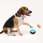 OFVENS Aufnahmebuzzer Set mit 30 Sekunden Aufnahme – Intelligenzspielzeug für Hundetraining – Bild 4