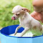 LUFEIS Hundepool 60x20cm – Faltbares Planschbecken mit Ablassventil für kleine Hunde – Bild 6