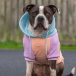 Spark Paws Hunde-Kapuzenpullover Grösse L – Premium Butter-Stretch für grosse Rassen – Bild 4