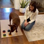 Hunger for Words Talking Pet Starter-Set – Kommunikationstasten für Hunde – Bild 5