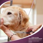 Dream Reach 6.5 Zoll Gebogene Hundeschere – Profi-Fellschere aus 440C Edelstahl für Hunde & Katzen – Bild 8