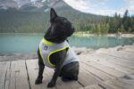 MOKCCI Truelove Kühlweste für Hunde – Verdunstungskühlung für Outdoor & Training – Bild 6