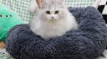 DONWEI Katzenbett 50cm Donut-Form Dunkelgrau – Flauschiges Haustierbett für Katzen & Mini-Hunde – Bild 7