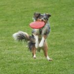 Vivifying Hundefrisbee 2er-Set, 18 cm Naturkautschuk – Schwimmfähiges Wurfspielzeug – Bild 7