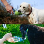 Petsoigné Hund Wasserflasche 600ml – Faltbare Trinkflasche für Unterwegs in Blau – Bild 8