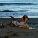 CITÉTOILE Hundeschwimmweste Hai-Design Grösse S – Rettungsweste mit Auftrieb für Hunde – Bild 8