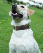 Joytale Hundehalsband Leder Grösse L – Weiches Echtleder mit robuster Metallschnalle – Bild 2