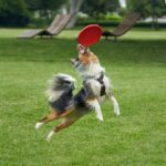 Vivifying Hundefrisbee 2er-Set, 18 cm Naturkautschuk – Schwimmfähiges Wurfspielzeug – Bild 6