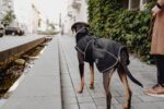 HUNTER Uppsala Softshell Hundemantel Größe 40 – Winddicht & wasserabweisend für aktive Hunde – Bild 6