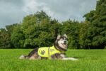 4LegsFriend Hunde-Sicherheitsweste XL mit Leinenbefestigung – Reflektierende Sichtbarkeitsweste – Bild 3