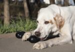 KONG Extreme Goodie Bone für grosse Hunde – Befüllbarer Kautschuk-Knochen für starke Kauer – Bild 2