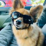 PETLESO Hundesonnenbrille Schwarz – UV & Windschutz mit verstellbarem Riemensystem – Bild 6