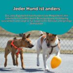 Jolly Pet Crazy Egg Gelb – Robustes Hundespielzeug 30 cm für aktive Hunde – Bild 5