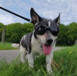 PETLESO Hundesonnenbrille Schwarz – UV & Windschutz mit verstellbarem Riemensystem – Bild 7