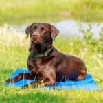 Nobby Kühlmatte XL 110 x 70 cm – Selbstkühlende Gelunterlage für Hunde & Katzen – Bild 3