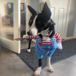 Bprtcra Deadly Doll Hundekostüm Grösse M – Halloween & Cosplay für Mittelgrosse Hunde – Bild 6