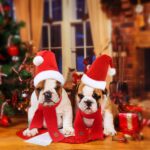 RANYPET Weihnachtsmütze & Schal Set für Hunde – Festliches Kostüm für grosse & mittlere Rassen – Bild 7