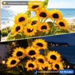 HuaMuDM 3er Set Solar Sonnenblumen – LED Gartenleuchten wasserdicht für Garten & Terrasse – Bild 6