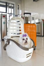 Curver Pet Transportbox L 51x38x33 cm – Rattan-Optik mit Easy-Car-System – Bild 6