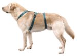 Kerbl Pet Panikgeschirr Miami Petrol – Ausbruchssicheres Sicherheitsgeschirr für ängstliche Hunde – Bild 2