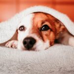 Nobleza Hundedecke 120x100 cm – Weiche Fleecedecke für Hunde, Katzen & Haustiere – Bild 8