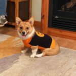 Asmea Hundepullover Halloween Kürbis-Kostüm Größe M – Weiches Hundekostüm für kleine & mittlere Hunde – Bild 6
