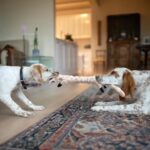 SHARLOVY Hundespielzeug 5er Set mit Quietsch & Knisterfunktion – Zahnungsspielzeug für Welpen – Bild 4