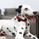 Unique Style Paws Hundehalsband verstellbar XS-XL – Premium Designhalsband für kleine, mittlere & grosse Hunde – Bild 4