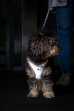 Curli Glow Clasp Vest Harness Reflective Gray S – Sicherheitsgeschirr mit 360° Reflexion – Bild 5