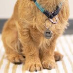 LAUBLUST Personalisierte Futterstation für Hunde – Bambus mit Gravur, Grössen M, L, XL – Bild 4