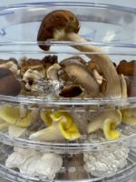 Myco Labs 350W Pilz-Dörrgerät mit Temperaturkontrolle & extra grossen Trays – Bild 5