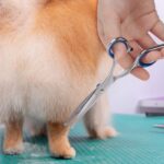 Bubuxy Fellschere für Hunde mit runder Sicherheitsspitze – Edelstahl Haustierschere – Bild 2