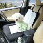 BingoPaw Hundeautositz M für mittlere Hunde – Sicherer Autositz mit Befestigungsgurten – Bild 3