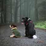 Queenmore Wintermantel für Hunde – Wasserdicht & wärmend für Mittelgrosse Rassen – Bild 7