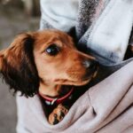 HUNTER Tragebeutel LOS ANGELES – Ergonomische Transporttasche für kleine Hunde & Welpen bis 8 kg – Bild 3