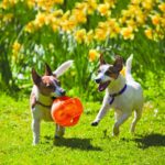 KONG Jumbler Ball mit Tennisball – Interaktives Apportierspielzeug für Hunde – Bild 2