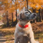 OHCOZZY Silikon-Maulkorb Grösse 3 – Sicher & Atmungsaktiv für mittlere bis grosse Hunde – Bild 6