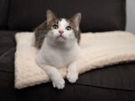 TrendPet Heaven Hundedecke Wendedecke – 4cm gefütterte Liegedecke für Hunde & Katzen – Bild 8
